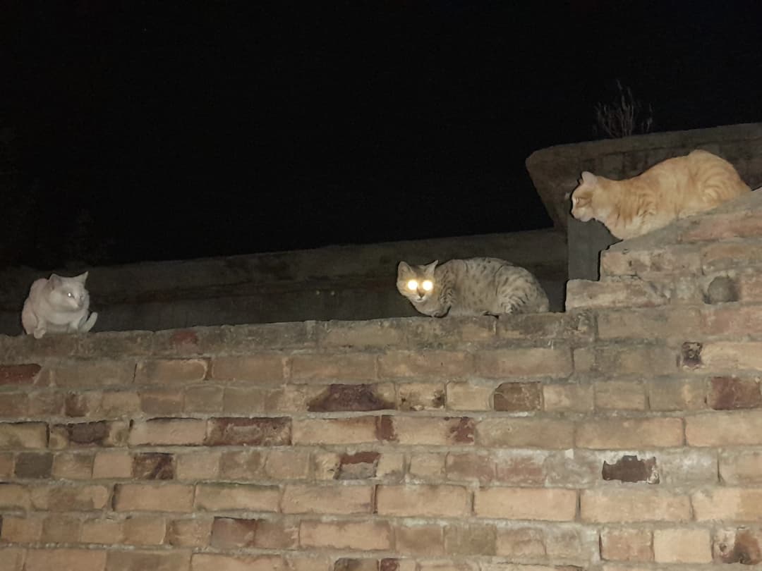 Cats Sitting on the wall